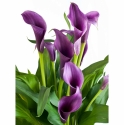 Callas