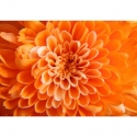 Oranžinė gėlė