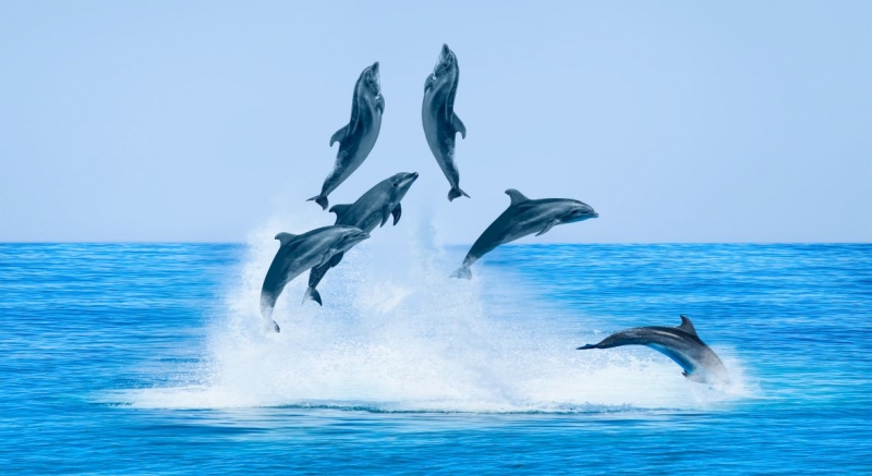 Delfinai